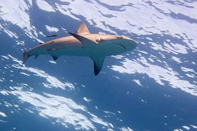 Bahamas 2014-41