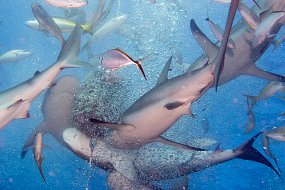 Bahamas 2014-42