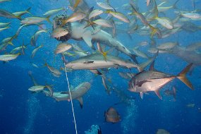 Bahamas 2014-43