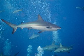 Bahamas 2014-44
