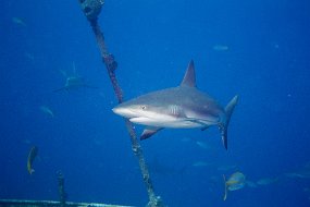 Bahamas 2014-45