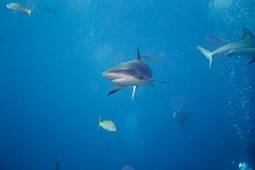 Bahamas 2014-48