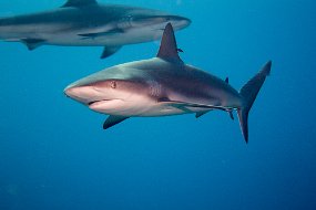 Bahamas 2014-49