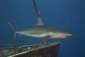 Bahamas 2014-51