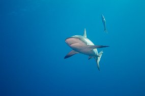 Bahamas 2014-52