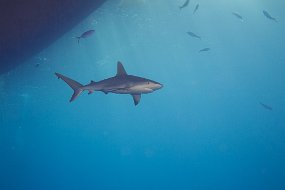 Bahamas 2014-58