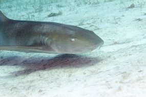 Bahamas 2014-64