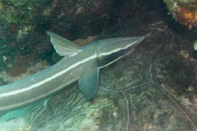 Bahamas 2014-67