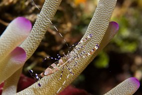Bahamas 2014-82