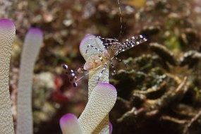 Bahamas 2014-83