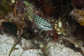 Bahamas 2014-85