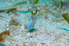 Bahamas 2014-87
