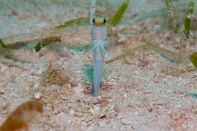 Bahamas 2014-88