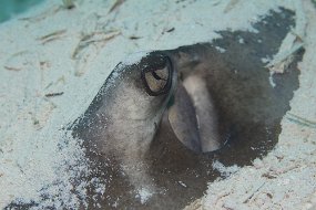 Bahamas 2014-91