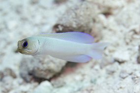 Bahamas 2014-95