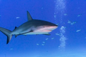 Bahamas 2023-100