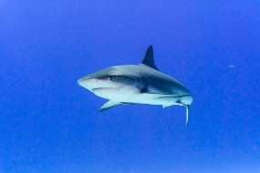 Bahamas 2023-101