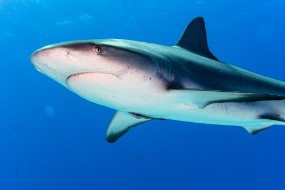 Bahamas 2023-102