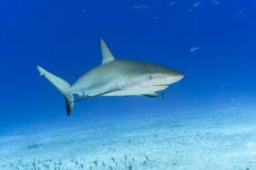 Bahamas 2023-103