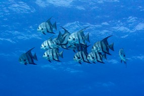 Bahamas 2023-105