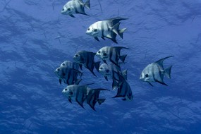 Bahamas 2023-106