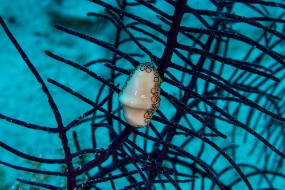 Bahamas 2023-108