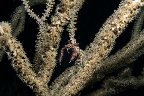 Bahamas 2023-110