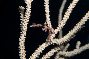 Bahamas 2023-115