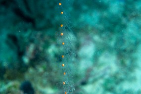 Bahamas 2023-116