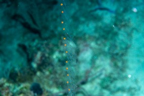 Bahamas 2023-117