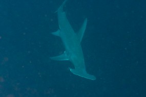 Bahamas 2023-136