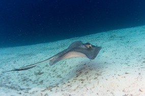 Bahamas 2023-145