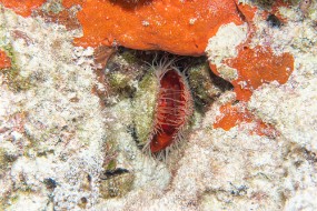 Bahamas 2023-151