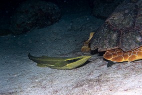 Bahamas 2023-155