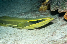 Bahamas 2023-156