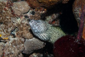 Bahamas 2023-158
