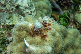 Bahamas 2023-169