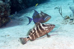Bahamas 2023-18