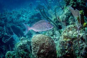Bahamas 2023-30