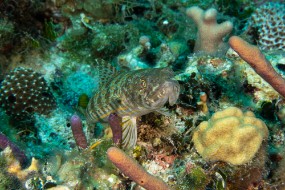 Bahamas 2023-33