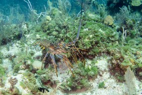 Bahamas 2023-38