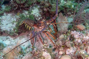 Bahamas 2023-39