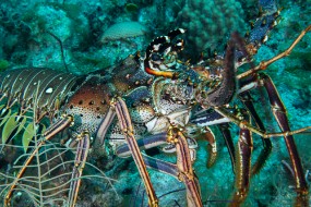 Bahamas 2023-45