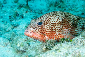 Bahamas 2023-48