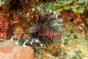 Bahamas 2023-5