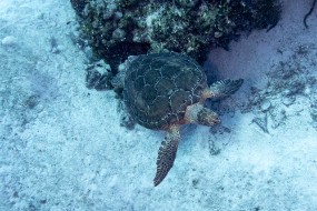 Bahamas 2023-54