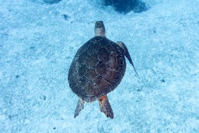 Bahamas 2023-55