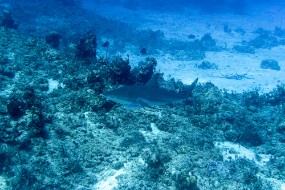 Bahamas 2023-58