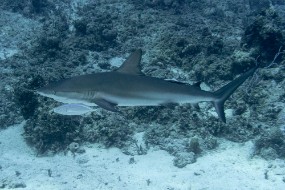 Bahamas 2023-60