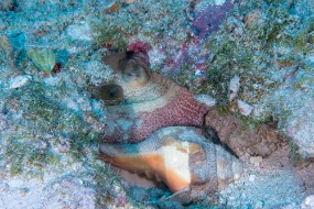 Bahamas 2023-64